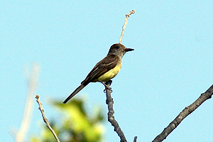 Great-crested Flycatcher